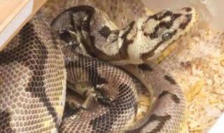 小兔子被大蟒蛇做哭