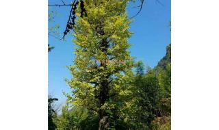 银杏树苗价格表 银杏树苗价格表