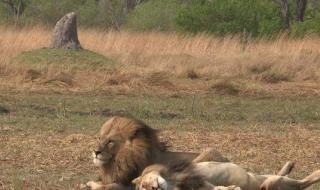 动物世界狮子与老虎 动物世界狮子与老虎