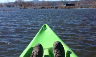 云南猪生八个小孩 云南猪生八个小孩