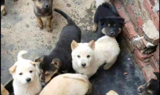 养肉狗成本 养肉狗成本