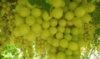 无核白葡萄 无核白葡萄