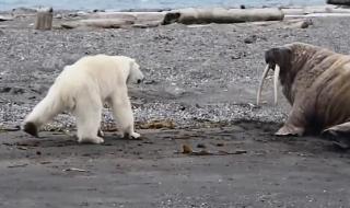 寻找北极熊 寻找北极熊