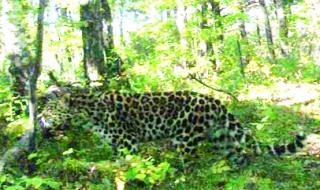 东北豹被东北虎咬死