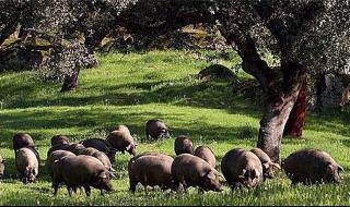 西班牙人名怎么称呼